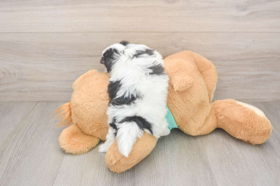 Best Teddy Bear Baby