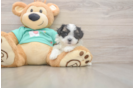 Adorable Shi Chon Designer Puppy