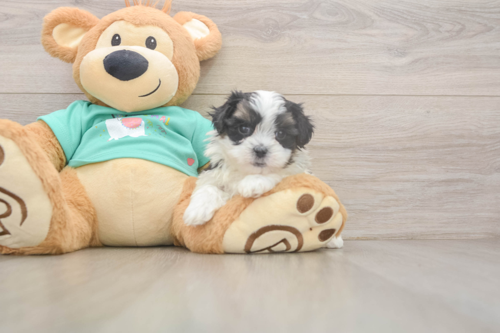 Adorable Shi Chon Designer Puppy