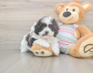 6 week old Teddy Bear Puppy For Sale - Seaside Pups