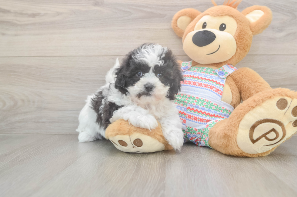 5 week old Teddy Bear Puppy For Sale - Seaside Pups