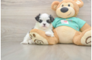 Teddy Bear Pup Being Cute