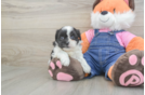 Hypoallergenic Shitzu Designer Puppy