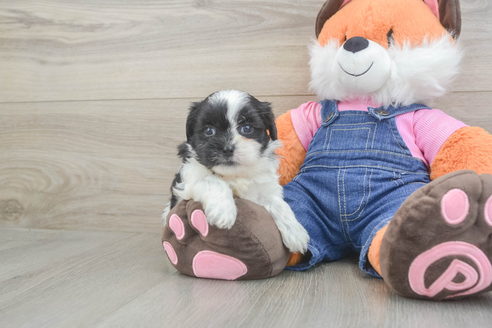 Hypoallergenic Shitzu Designer Puppy