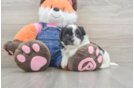 Popular Teddy Bear Designer Pup