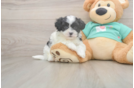 Teddy Bear Pup Being Cute