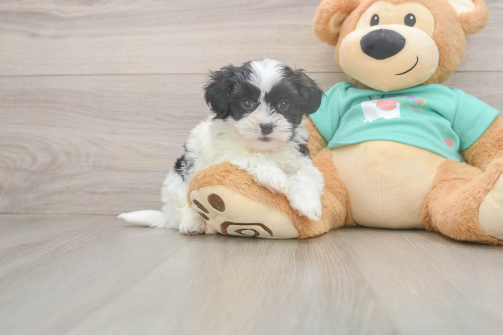 Teddy Bear Pup Being Cute