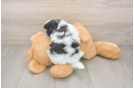 Best Teddy Bear Baby