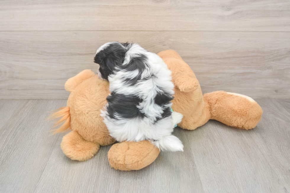 Best Teddy Bear Baby