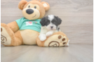Petite Teddy Bear Designer Pup