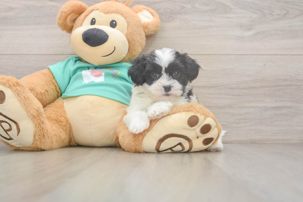 Petite Teddy Bear Designer Pup