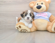 5 week old Teddy Bear Puppy For Sale - Seaside Pups
