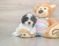 6 week old Teddy Bear Puppy For Sale - Seaside Pups
