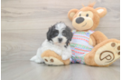 Teddy Bear Puppy for Adoption
