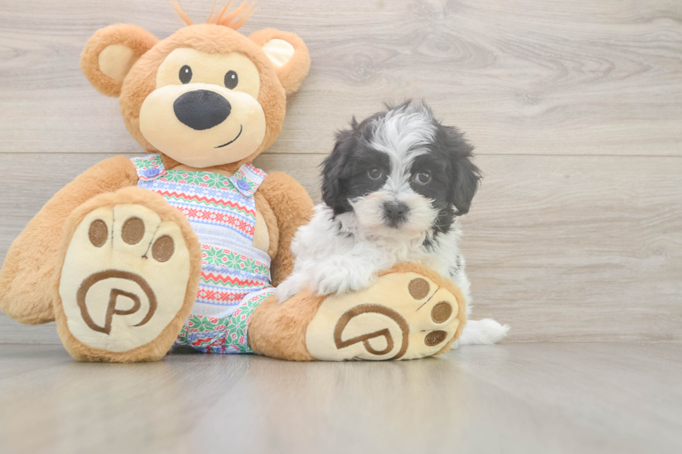 Smart Teddy Bear Designer Pup