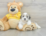 7 week old Teddy Bear Puppy For Sale - Seaside Pups