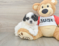 8 week old Teddy Bear Puppy For Sale - Seaside Pups