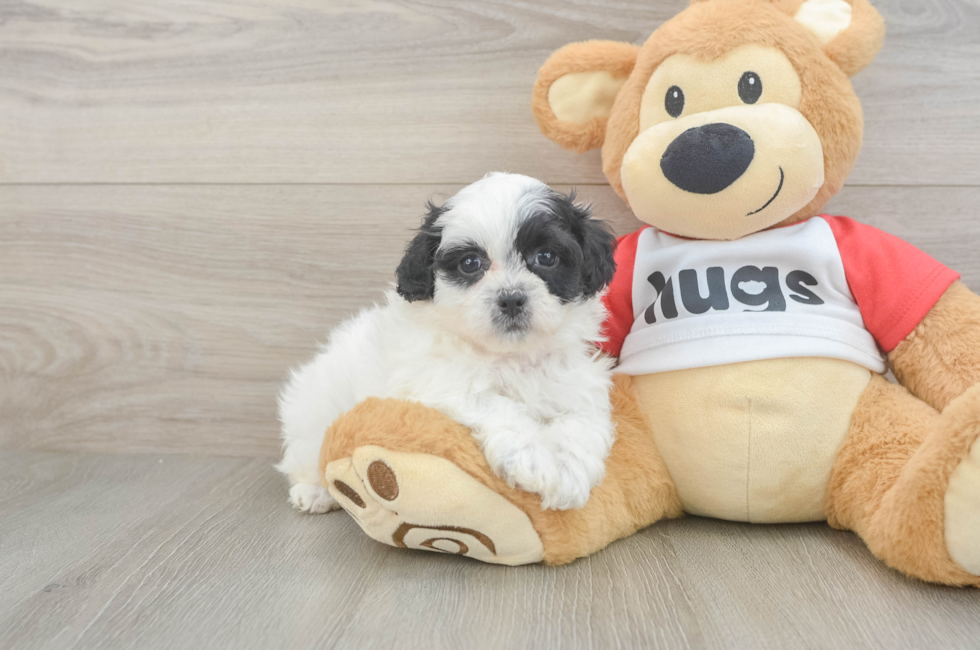 5 week old Teddy Bear Puppy For Sale - Seaside Pups