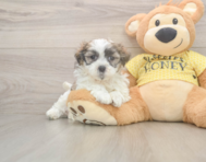 7 week old Teddy Bear Puppy For Sale - Seaside Pups