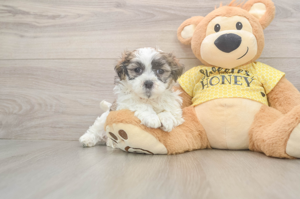 5 week old Teddy Bear Puppy For Sale - Seaside Pups
