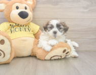 8 week old Teddy Bear Puppy For Sale - Seaside Pups