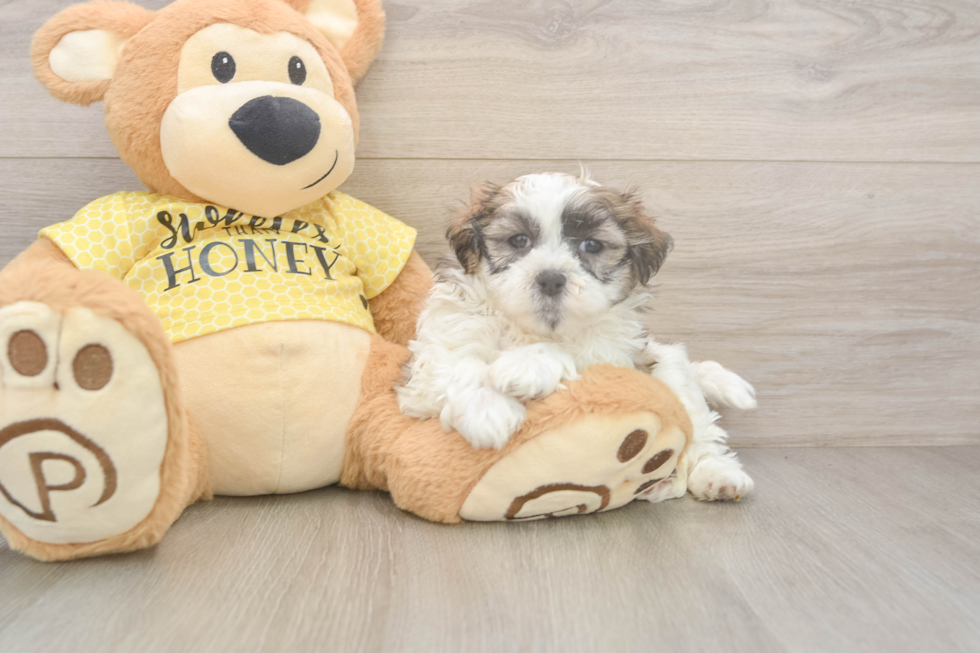 Teddy Bear Puppy for Adoption