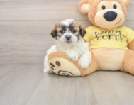 6 week old Teddy Bear Puppy For Sale - Seaside Pups