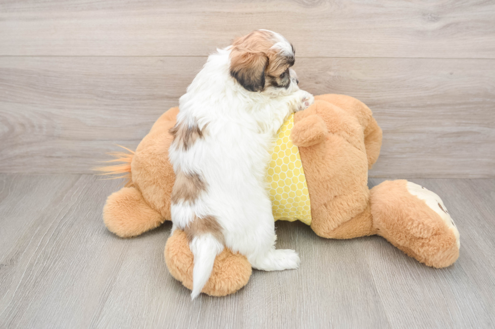 Best Teddy Bear Baby