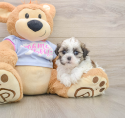 5 week old Teddy Bear Puppy For Sale - Seaside Pups