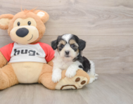 8 week old Teddy Bear Puppy For Sale - Seaside Pups
