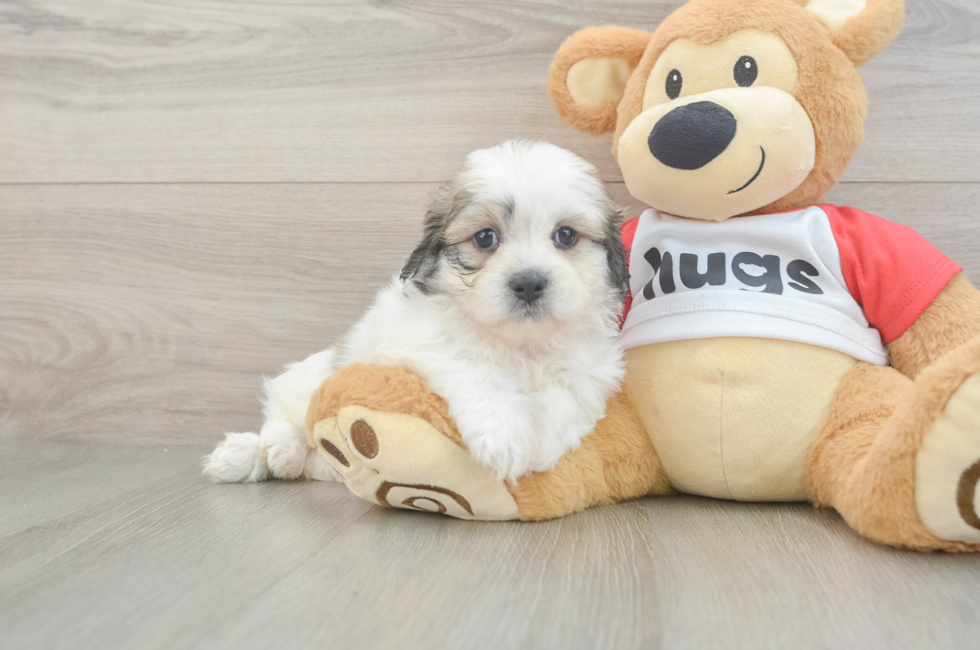 5 week old Teddy Bear Puppy For Sale - Seaside Pups