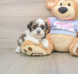 5 week old Teddy Bear Puppy For Sale - Seaside Pups