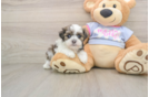 Best Teddy Bear Baby