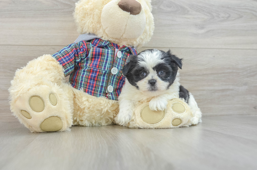 8 week old Teddy Bear Puppy For Sale - Seaside Pups