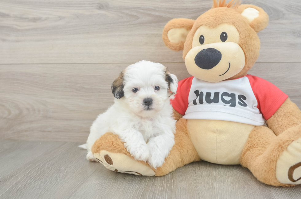 5 week old Teddy Bear Puppy For Sale - Seaside Pups