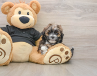 6 week old Teddy Bear Puppy For Sale - Seaside Pups