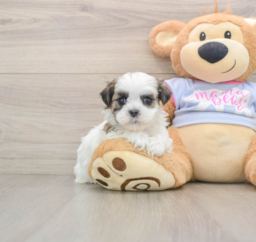 5 week old Teddy Bear Puppy For Sale - Seaside Pups