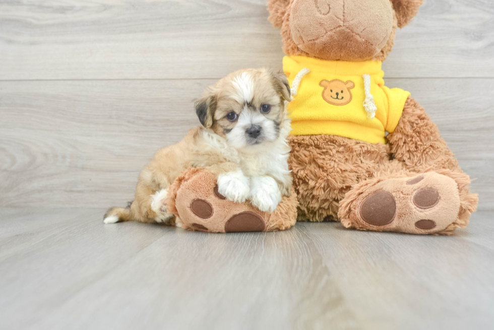 Adorable Shitzu Designer Puppy