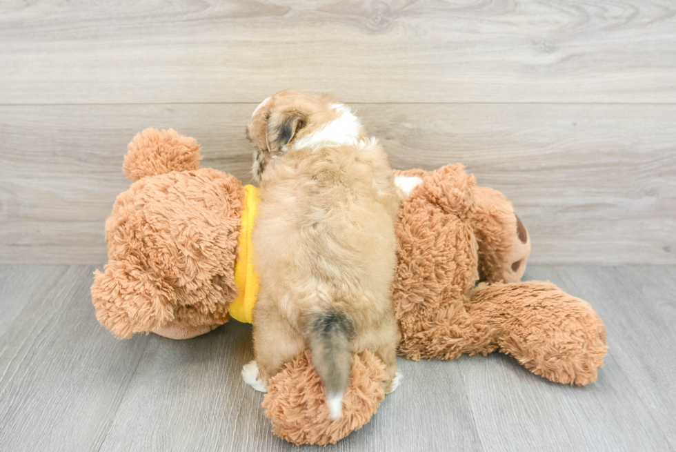 Cute Teddy Bear Baby