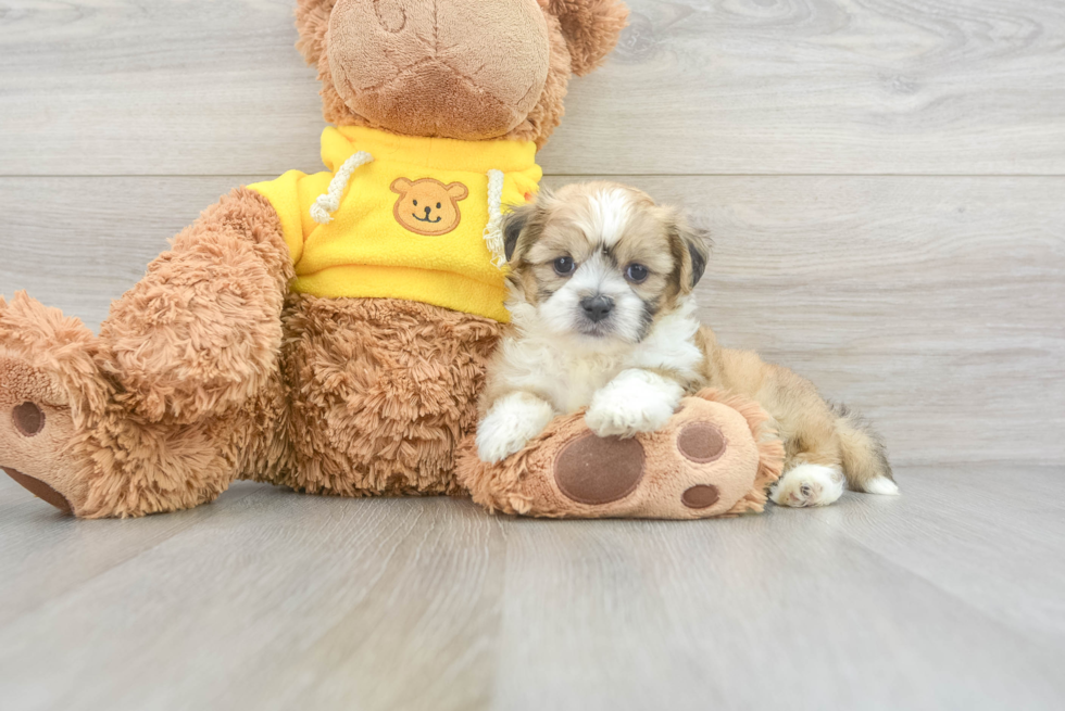 Playful Shitzu Designer Puppy