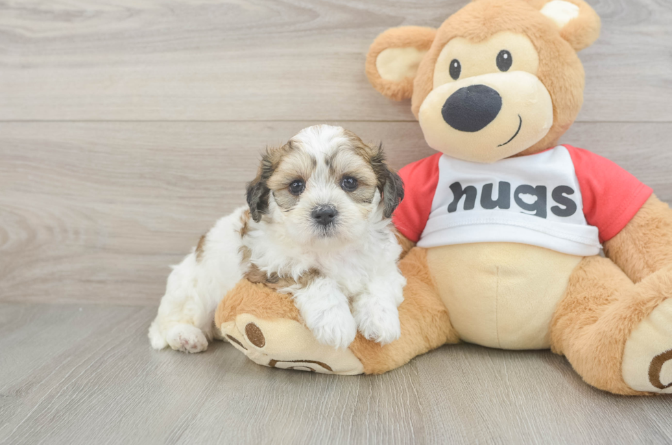 5 week old Teddy Bear Puppy For Sale - Seaside Pups