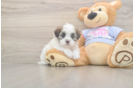 Teddy Bear Puppy for Adoption