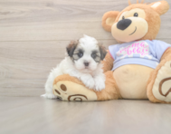5 week old Teddy Bear Puppy For Sale - Seaside Pups 5 week old Teddy Bear Puppy For Sale - Seaside Pups