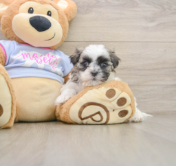 6 week old Teddy Bear Puppy For Sale - Seaside Pups