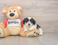 8 week old Teddy Bear Puppy For Sale - Seaside Pups