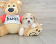 8 week old Teddy Bear Puppy For Sale - Seaside Pups
