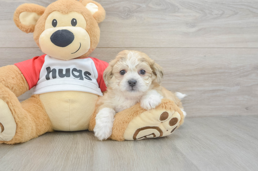 5 week old Teddy Bear Puppy For Sale - Seaside Pups