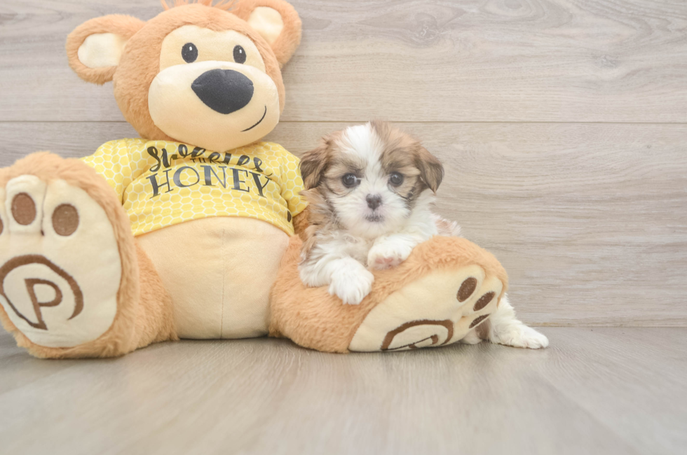 5 week old Teddy Bear Puppy For Sale - Seaside Pups