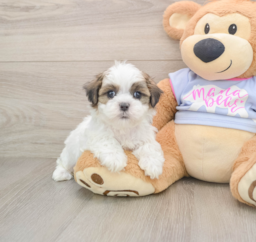 7 week old Teddy Bear Puppy For Sale - Seaside Pups