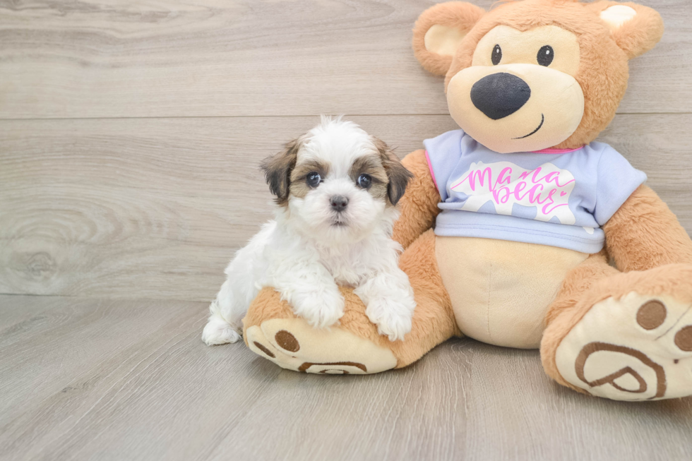 Teddy Bear Pup Being Cute